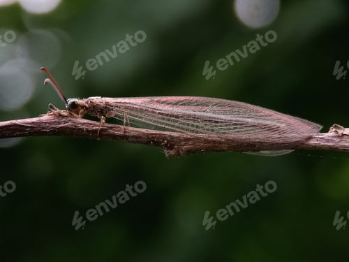 Preview: Antlion with green background