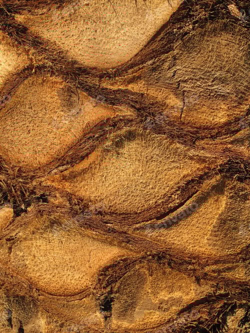 Preview: Palm tree trunk