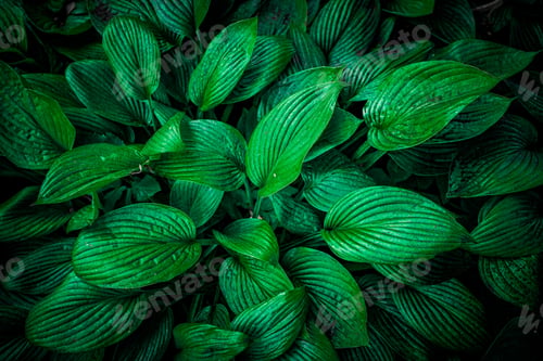 Vista previa: Tropical leaves, abstract green leaves texture, nature background