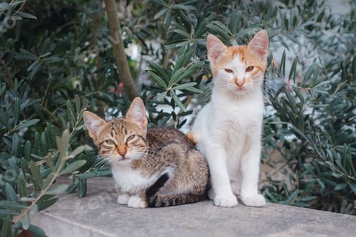 Preview: Cat on the street of Antalya, Turkey