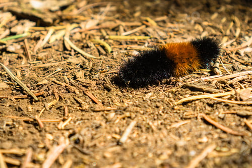 Preview: Isabella Tiger Moth or Banded Woolybear