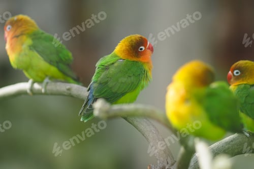 Preview: Colorful birds sit on a branch in nature setting