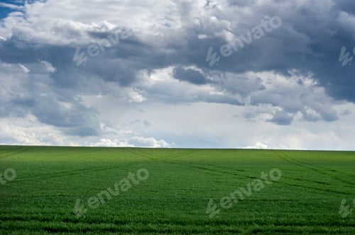 Preview: green field and picturescue storm sky clouds at springtime, agriculture planted wheat