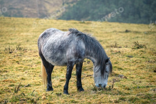 Preview: Grayish specimen of wild horse of pure Galician race