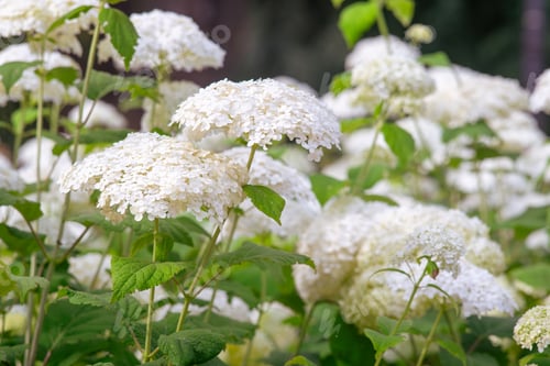 Preview: Bushes Of Hydrangea Arborescens Flower In The Garden, White Hortensia In Park Close Up