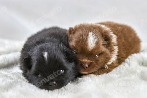 Preview: Two little Chihuahua puppies lying on soft white fabric, cute sleepy brown and black dogs breed