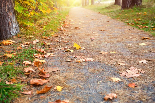 Preview: The path in the forest is strewn with dry fallen yellow autumn leaves. Autumn mood