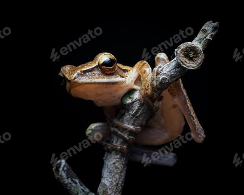 Preview: frog