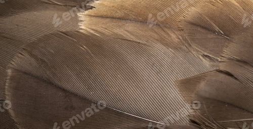 Preview: hawk feathers with visible detail. background or texture