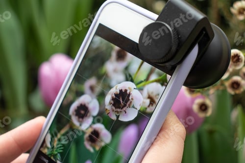 Preview: Girl takes macro photo white chamelacium flowers in the garden