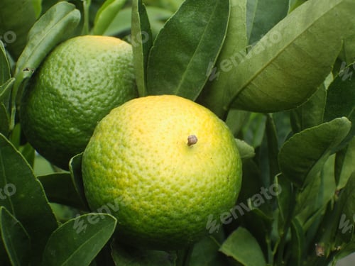 Vorschau: Nahaufnahme von Calamansi auf einem Baum
