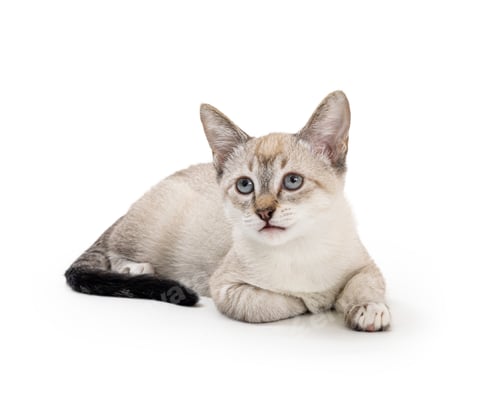 Preview: Cute Siamese Kitten Lying Down on White