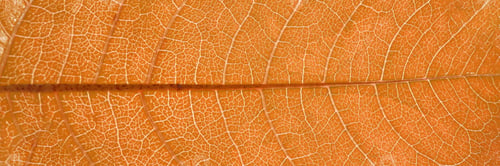 Preview: Close-up of orange leaf veins showing detailed natural patterns and textures