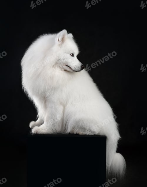 Preview: White Samoyed dog