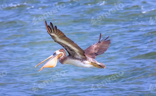 Preview: Peruvian brown pelican in flight over the Pacific ocean in Lima, Peru. South America