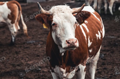 Preview: Cows on the form. Milk, meat production. Household animals.