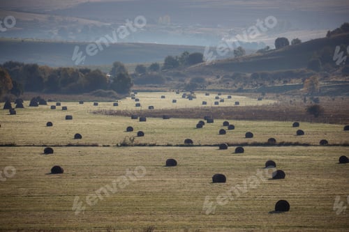 Preview: Rustic landscape of a field with yellow wheat hay stacks among green hills