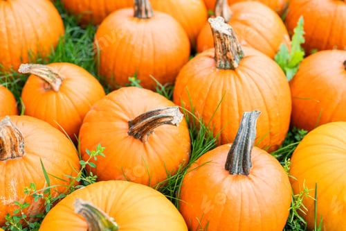 Preview: autumn decorations many ripe pumpkins for halloween