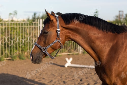 Preview: Horse hanoverian red brown color with white strip line