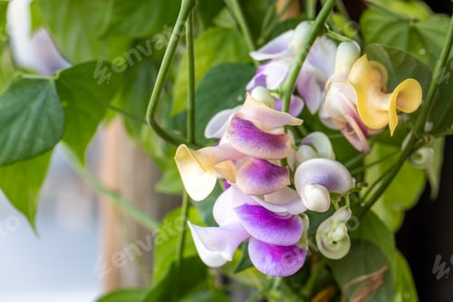 Preview: Selluka, Vigna Caracalla, is a flowering ivy species belonging to the Fabaceae family.