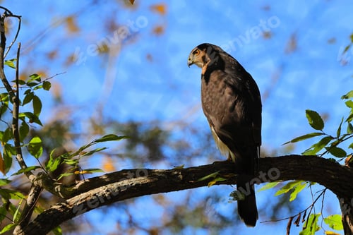 Preview: Majestic hawk perched on a tree branch against a vibrant blue sky with green leaves