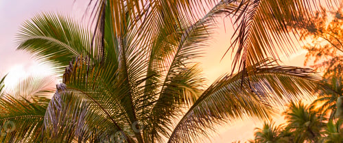 Preview: Tropical Jungle at Sunset
