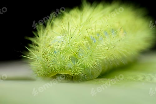 Preview: green caterpillar
