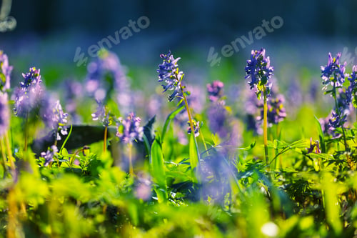Preview: Spring flowers