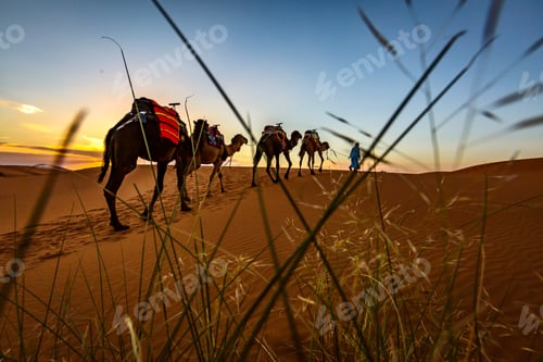 Preview: Camel ride in Sahara desert