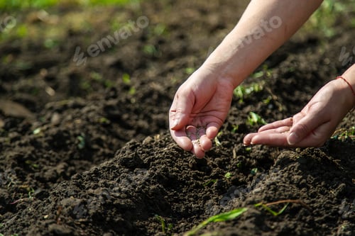 Preview: A woman farmer plants seeds in the garden. Selective focus.