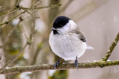 Preview: Willow tit bird round as a ball in winter