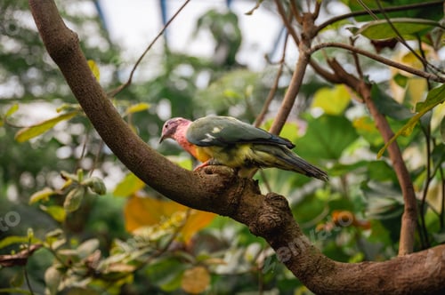 Preview: Pink-Headed Fruit Dove - Ptilinopus porphyreus