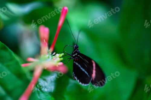 Preview: Macro Picture of a Butterfly