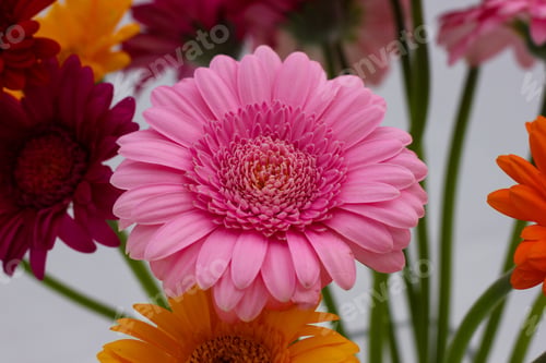 Preview: Daisies