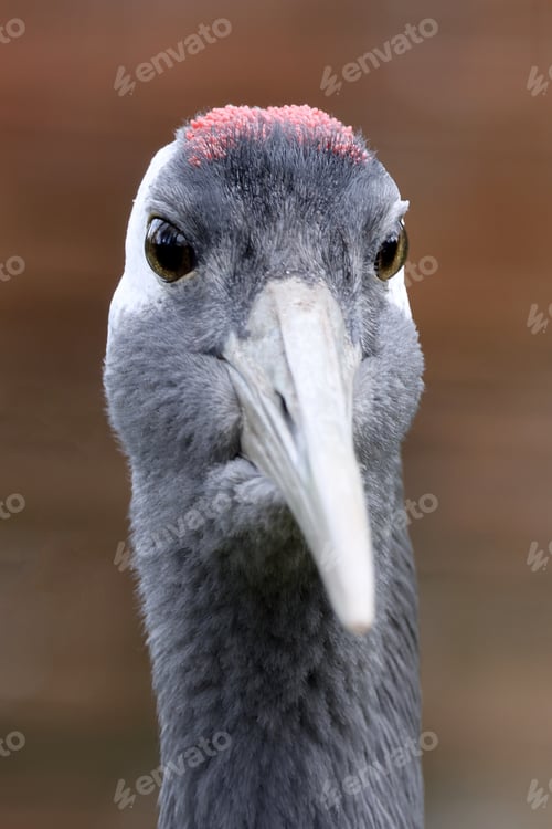 Preview: Close up shot of a crane bird (Grus japonensis)