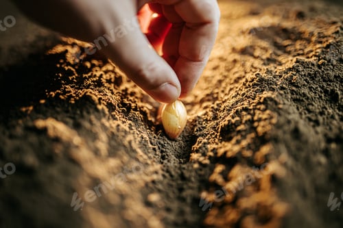 Preview: Close up of a Male farmer hand sowing onions in organic vegetable garden