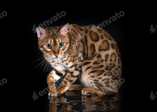 Preview: bengal cat in studio