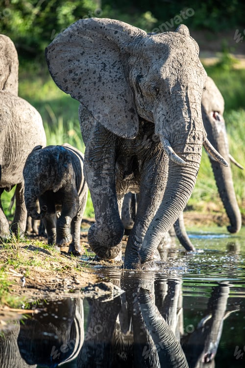 Preview: An elephant and calf, Loxodonta africana, run through water, reflection in water