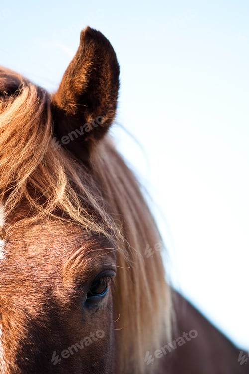 Preview: the soul of a horse