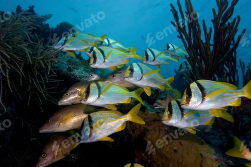 Preview: Schooling fish on wreckage, underwater view