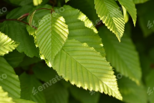 Green leaves