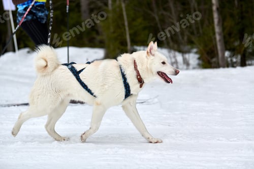 Preview: Skijoring dog sport racing