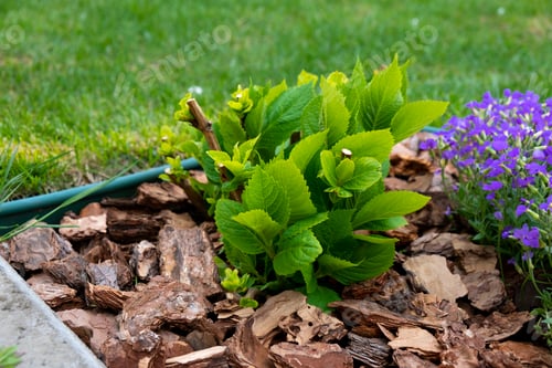 Preview: Young hydrangea macrophylla bush decorated with garden bark.