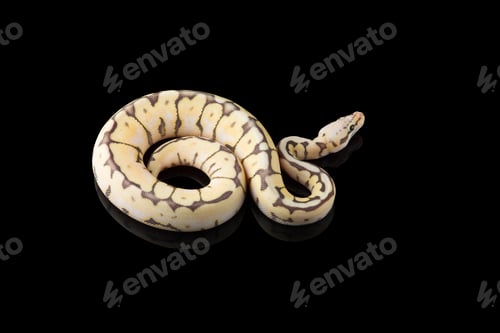 Preview: Multicoloured snake ball royal python isolated on black background