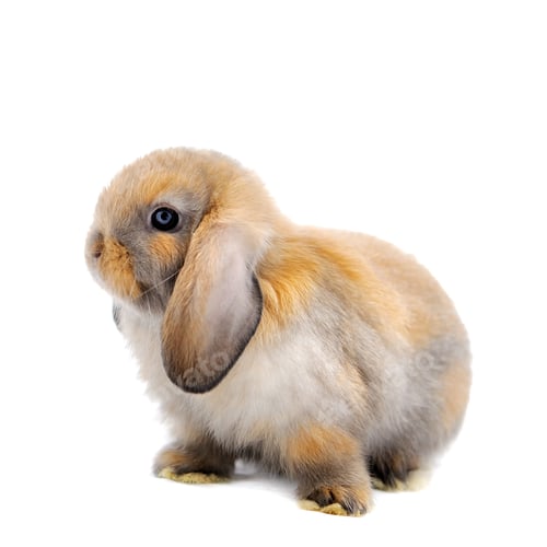 Preview: close-up on a Lop Rabbit in front of a white backgroun