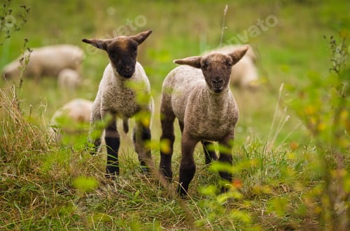 Preview: Portrait of two beautiful cute lambs