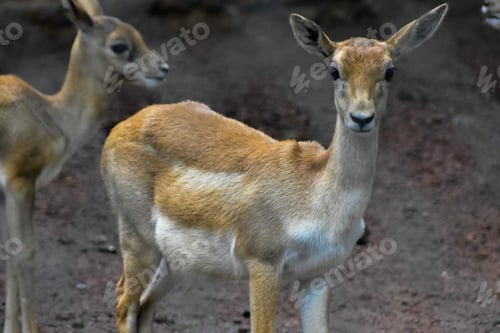 Preview: Closeup of two antelopes in their natural habitat