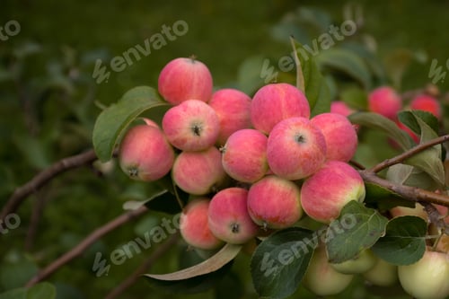 Preview: bunch of red young fresh apple on tree branch in the garden