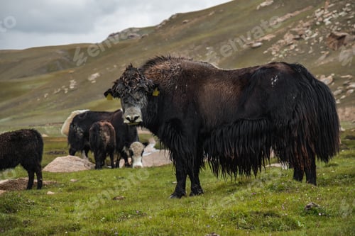 Preview: Majestic shaggy dark yak in a green mountain pasture