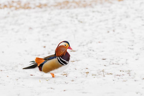 Preview: Male mandarin duck in the snow